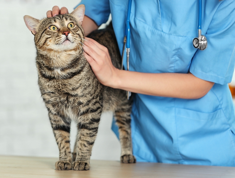 Veterinary Jobs in Tustin