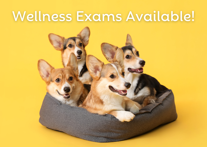 Carousel Slide 1: Pet wellness exams available