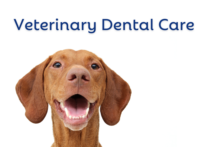 Carousel Slide 3: Keep your pet's smile glowing with our expert pet dental care