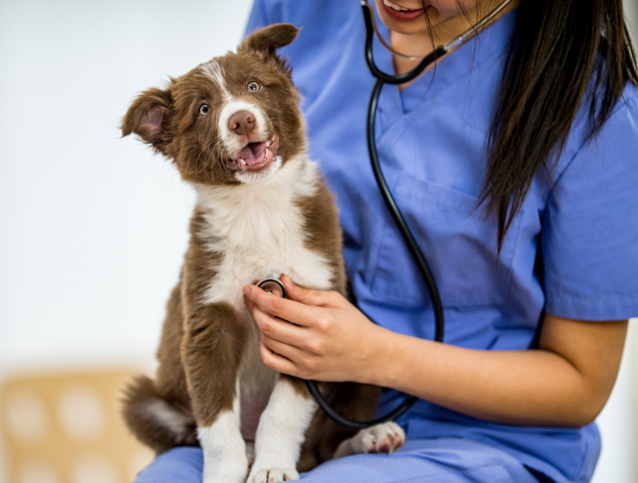 Tustin veterinarian